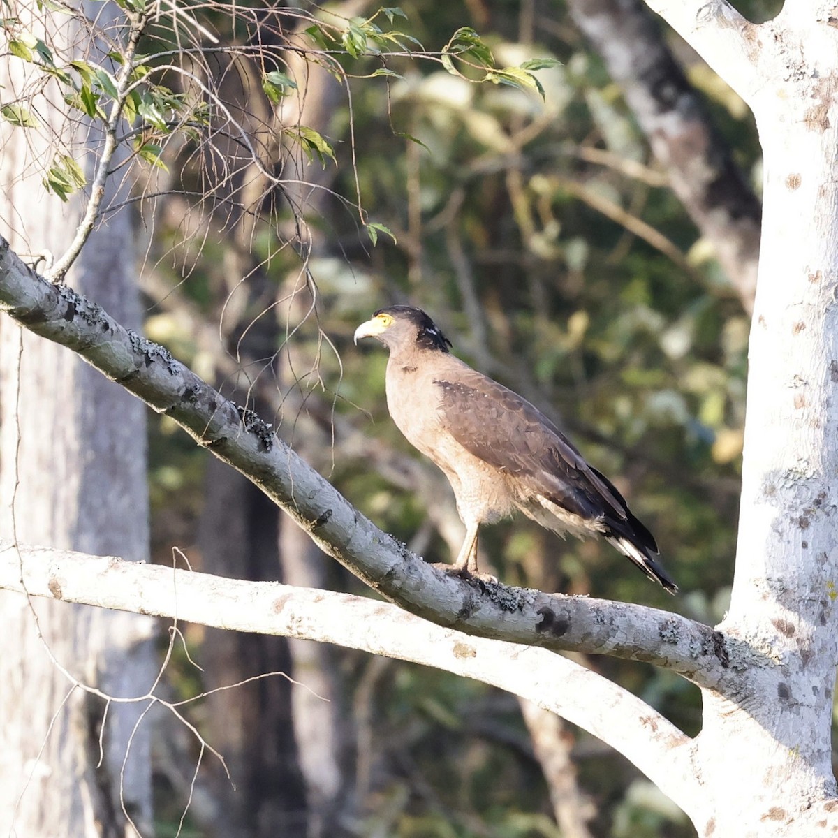 Crested Serpent-Eagle - ML618547858