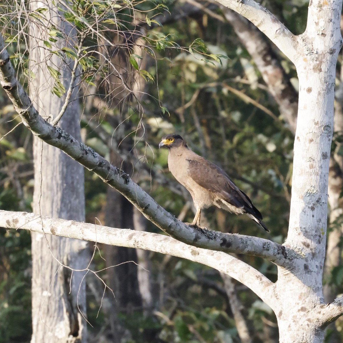 Crested Serpent-Eagle - ML618547860