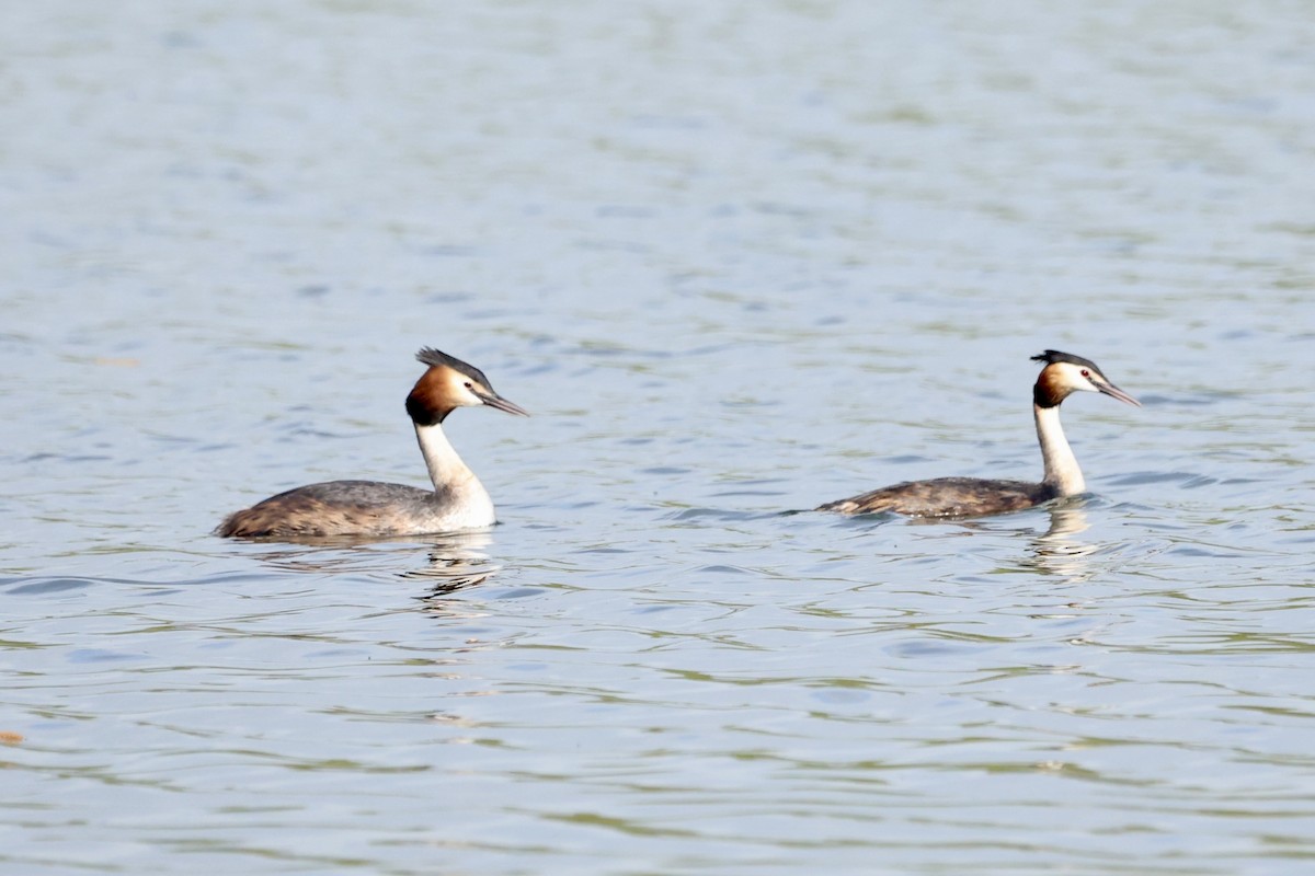 Great Crested Grebe - ML618547876