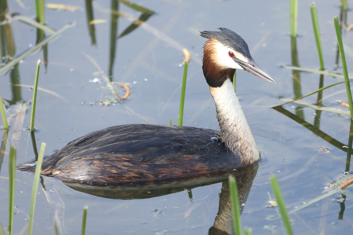 Great Crested Grebe - ML618547877