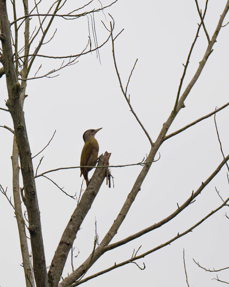 Gray-headed Woodpecker - ML618547887