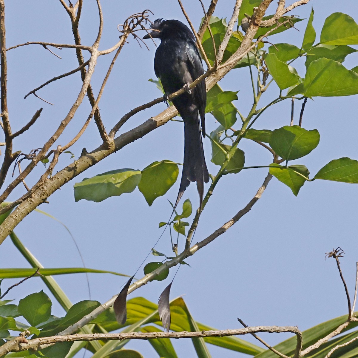 Greater Racket-tailed Drongo - ML618547888