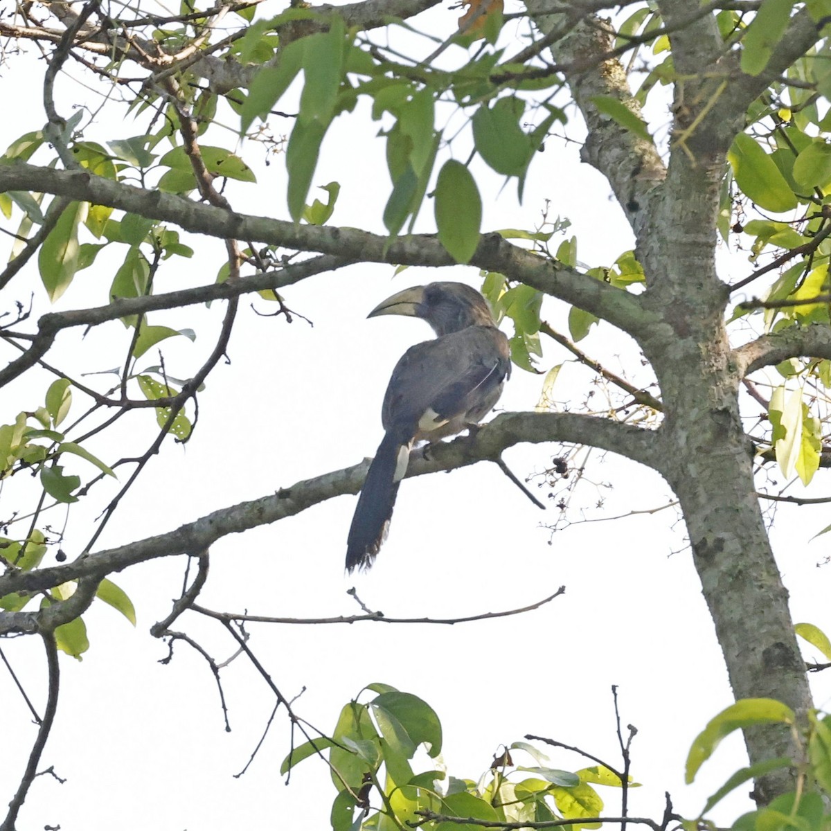 Malabar Gray Hornbill - ML618547891
