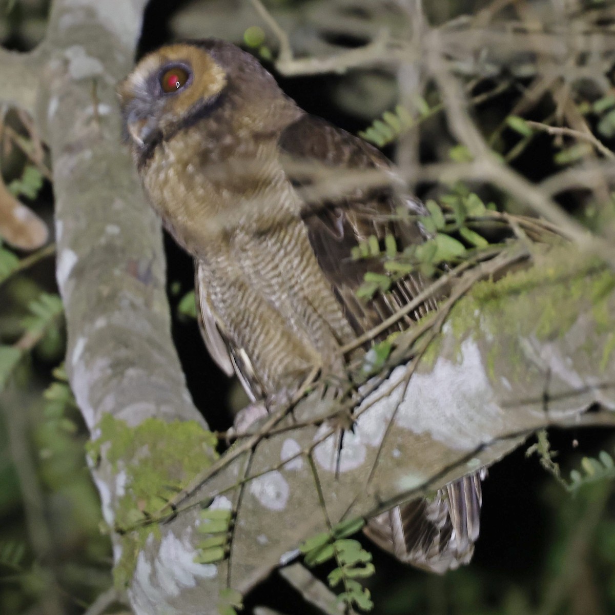 Brown Wood-Owl - ML618547902