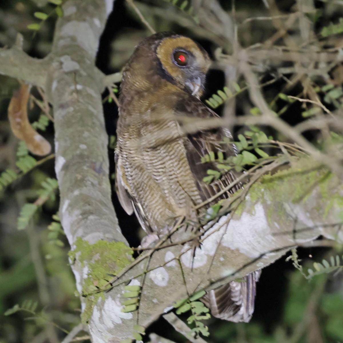 Brown Wood-Owl - ML618547903