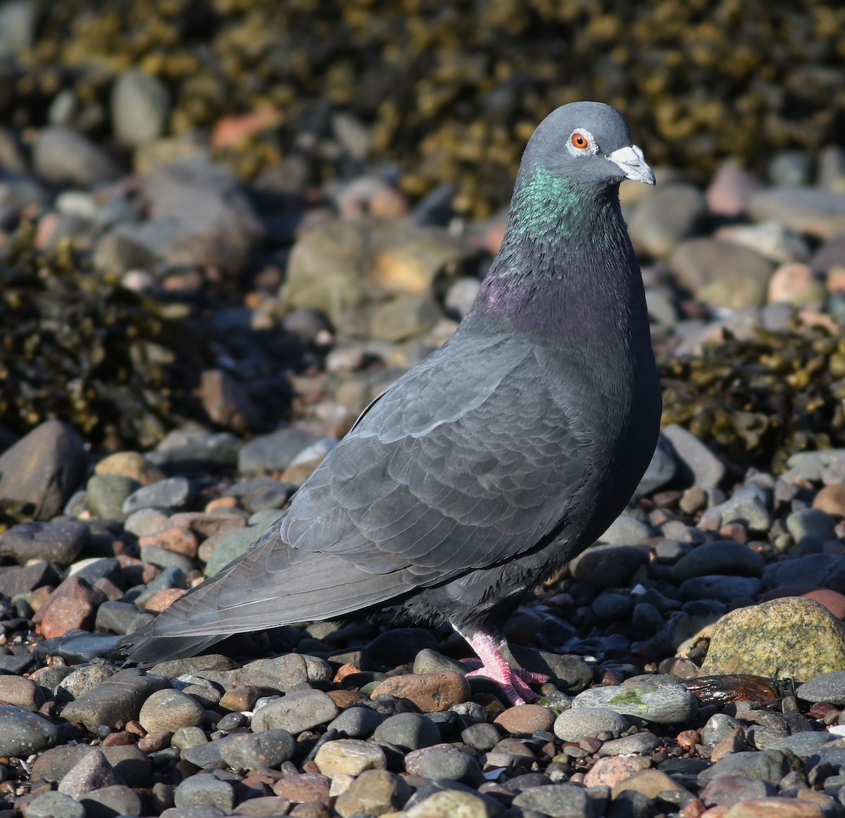 Rock Pigeon (Feral Pigeon) - ML618547986