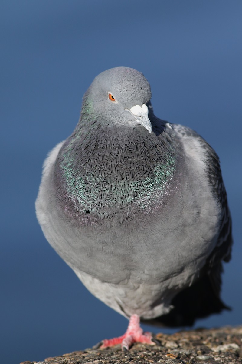 Rock Pigeon (Feral Pigeon) - Derek Stokes