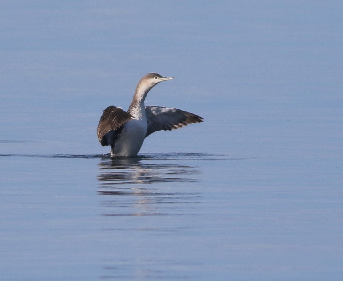 Red-throated Loon - ML618548022