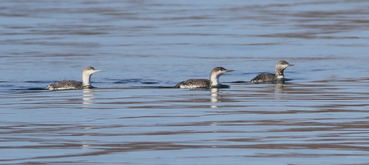 Red-throated Loon - ML618548023