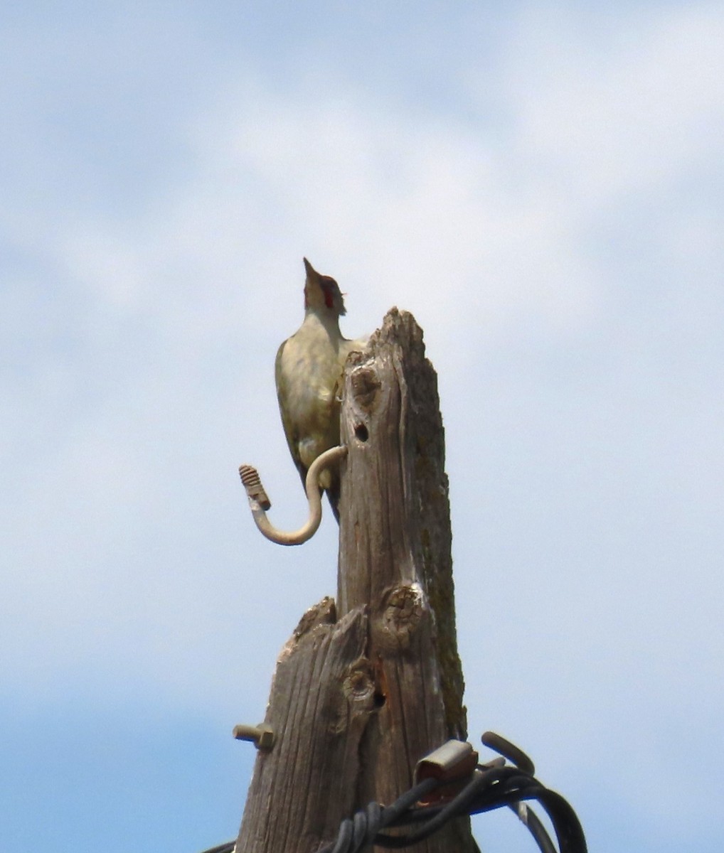 Iberian Green Woodpecker - ML618548024