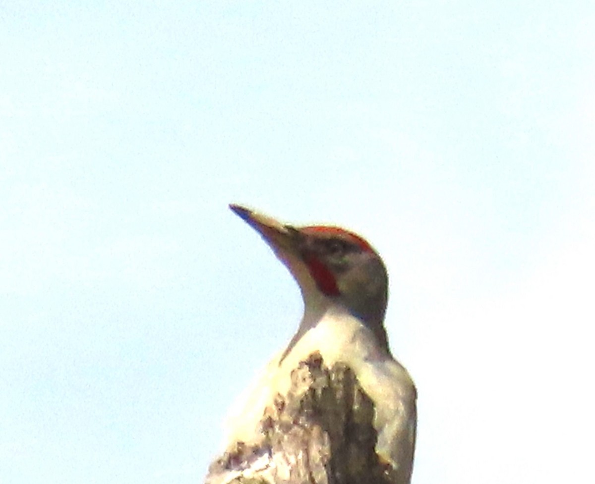 Iberian Green Woodpecker - ML618548025
