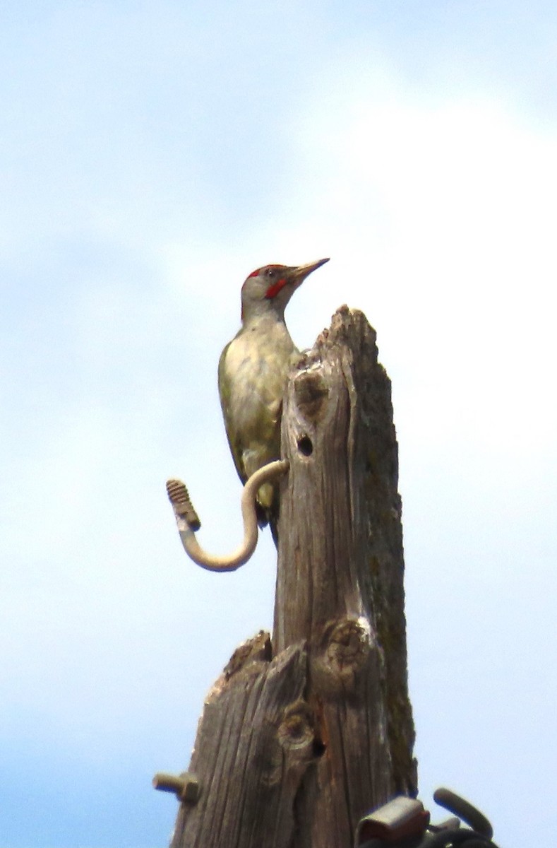 Iberian Green Woodpecker - ML618548026