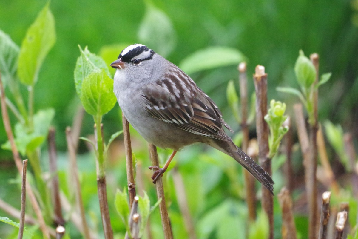 White-crowned Sparrow - ML618548032