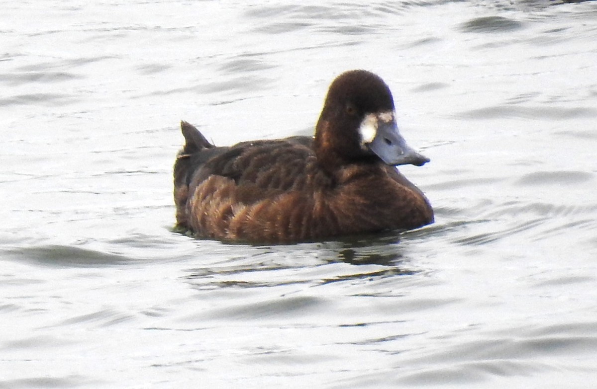 Greater Scaup - ML618548069