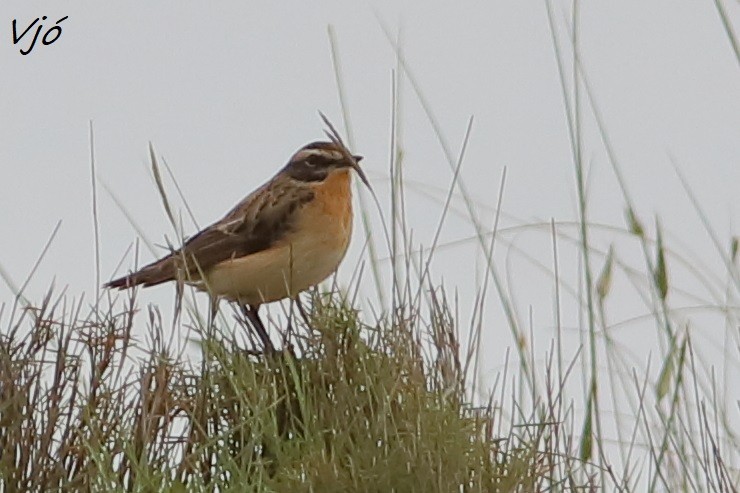 Whinchat - ML618548072