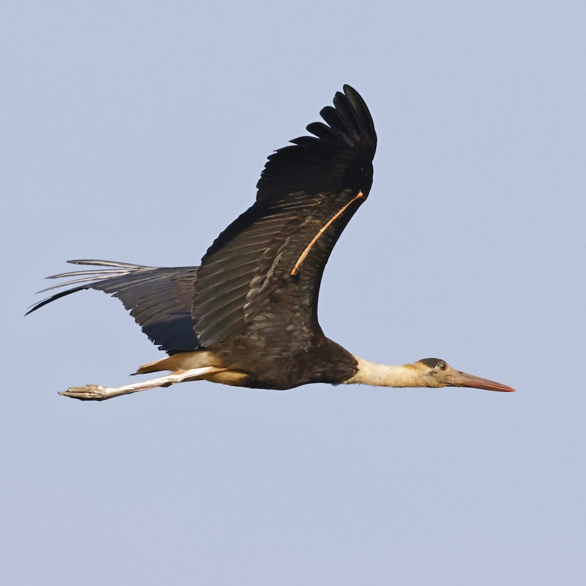 Asian Woolly-necked Stork - ML618548089