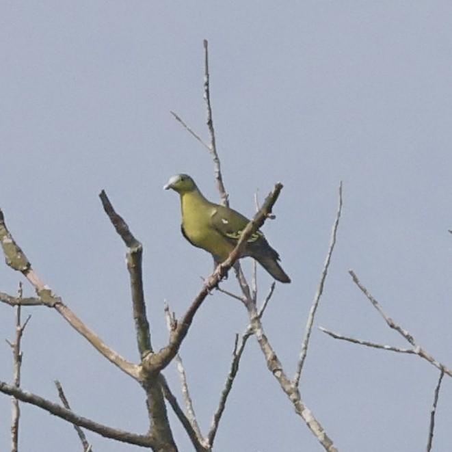 Gray-fronted Green-Pigeon - ML618548103