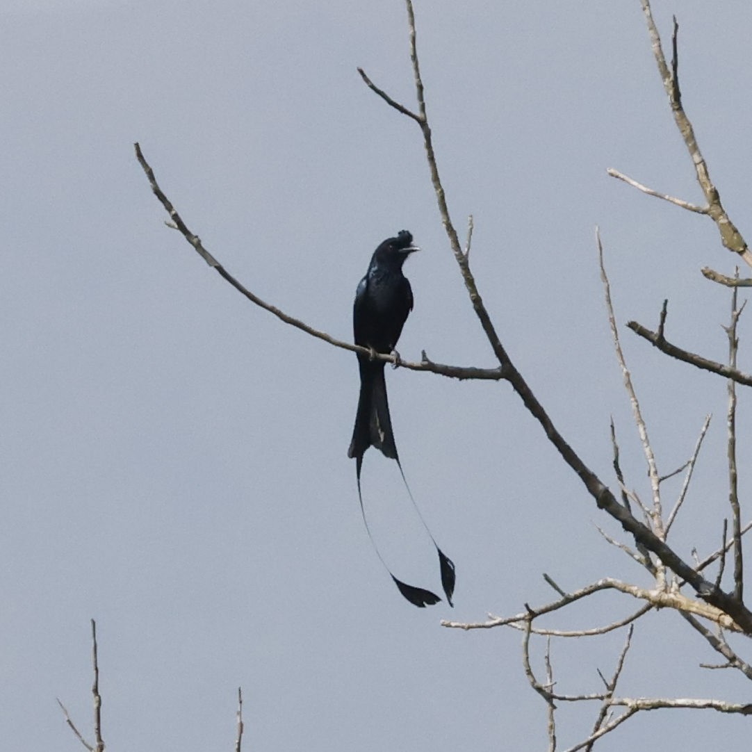 Greater Racket-tailed Drongo - ML618548109