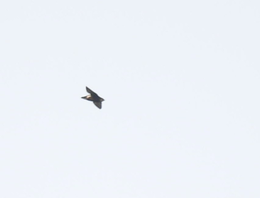 Silver-backed Needletail - ML618548120