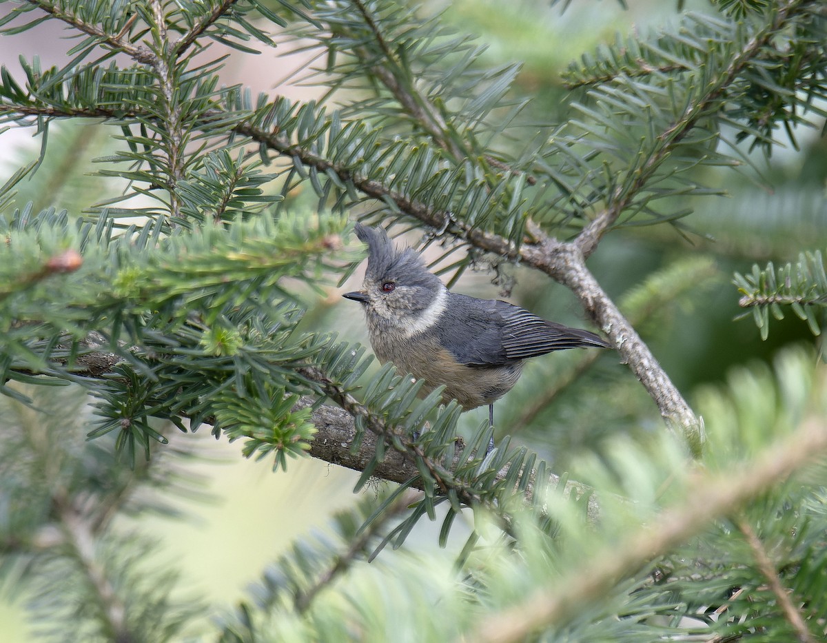 Gray-crested Tit - ML618548123