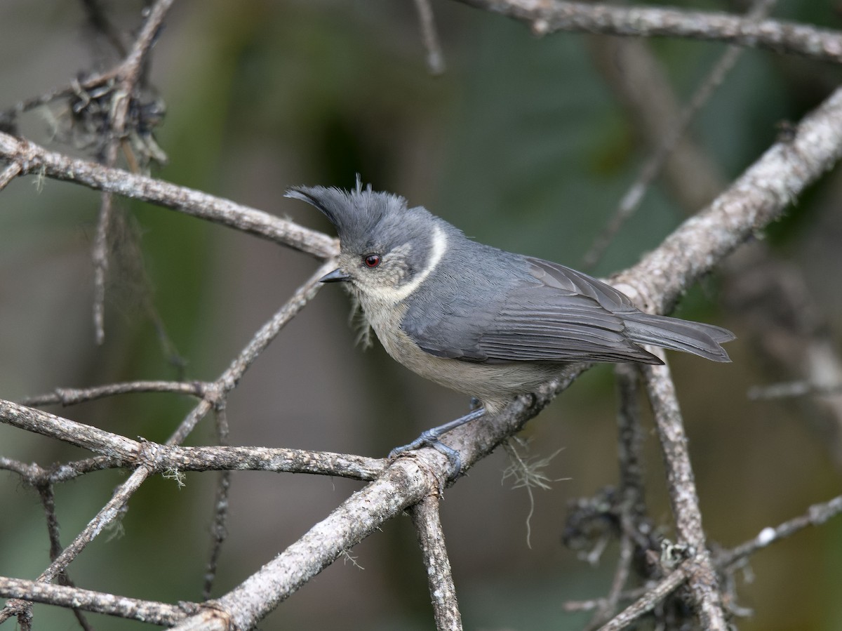 Gray-crested Tit - ML618548124