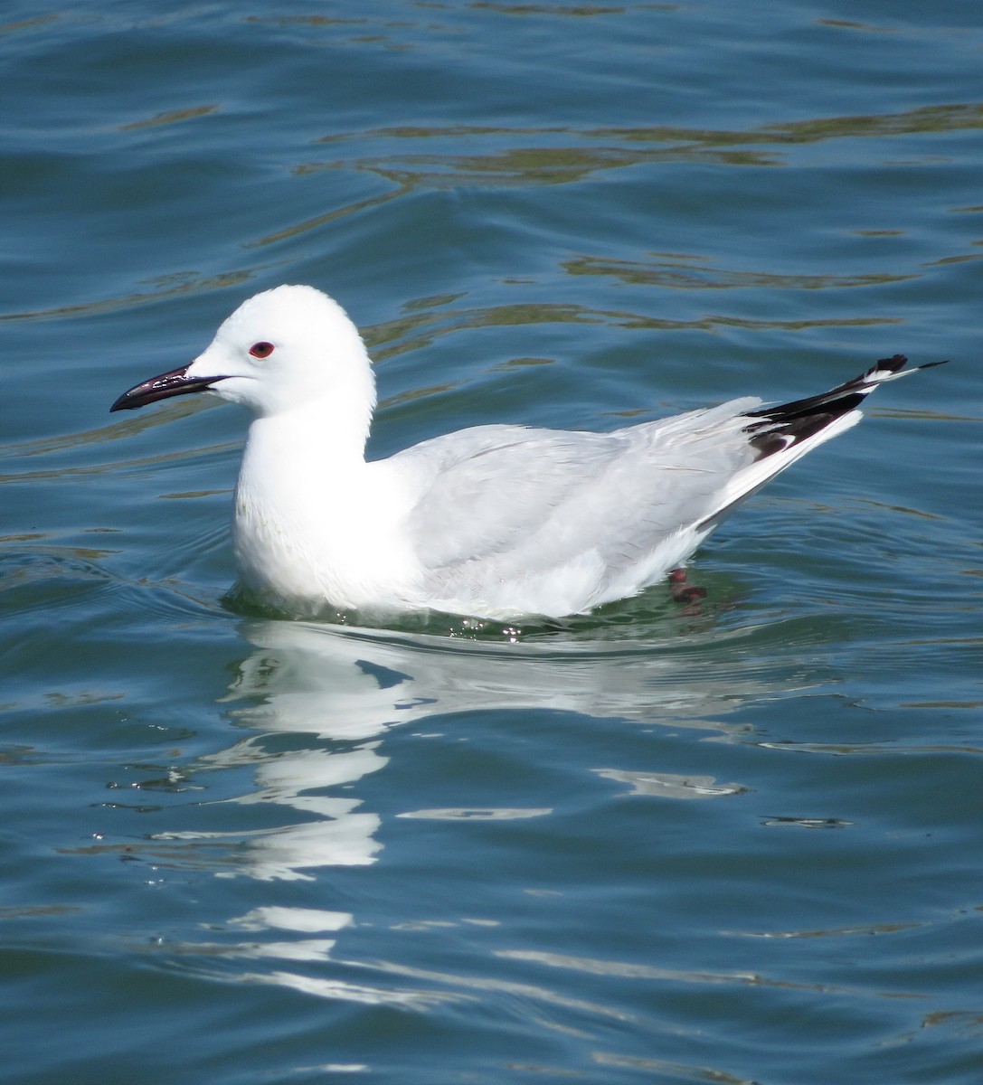 Slender-billed Gull - Eduardo Blanco Vega