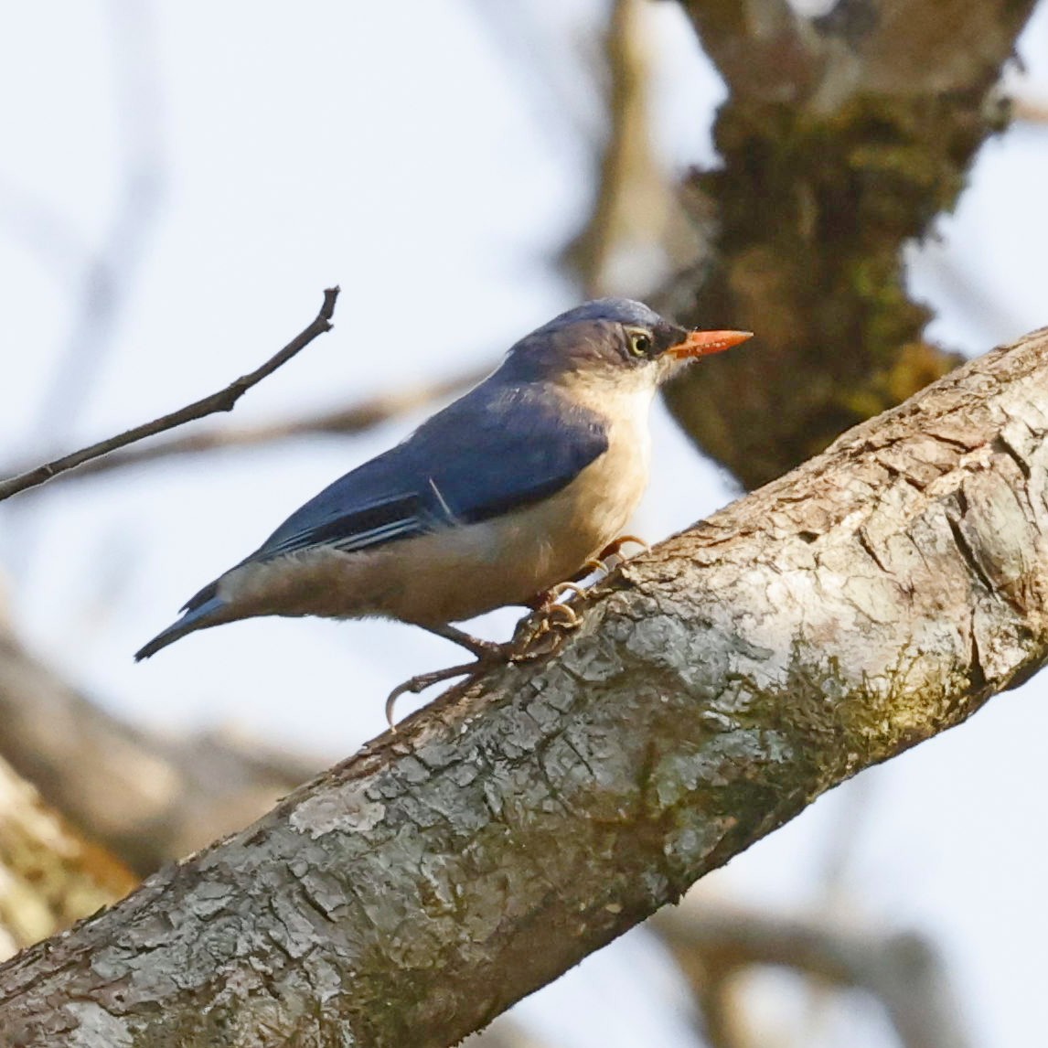 Velvet-fronted Nuthatch - ML618548144