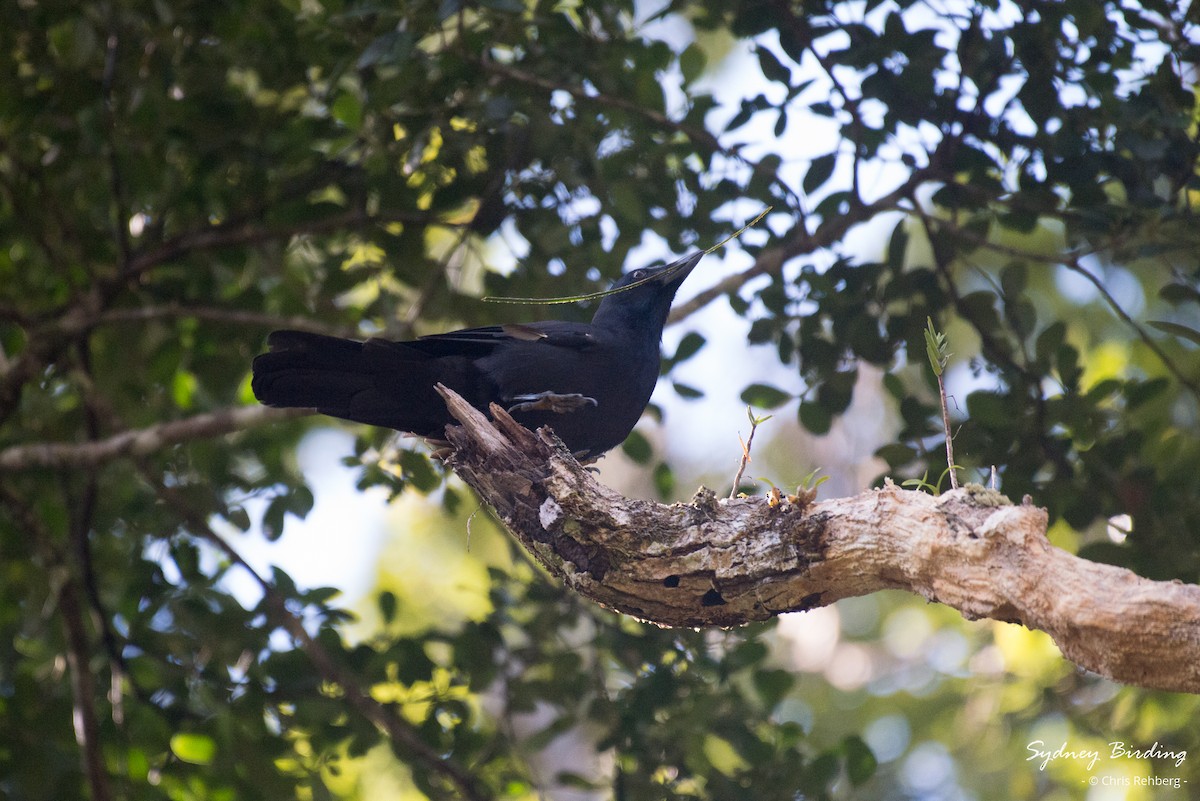 New Caledonian Crow - ML618548155