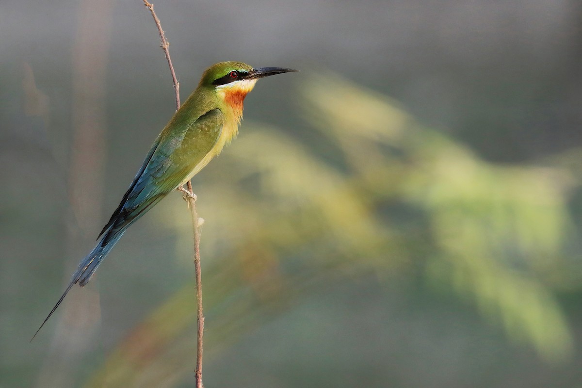 Blue-tailed Bee-eater - ML618548168