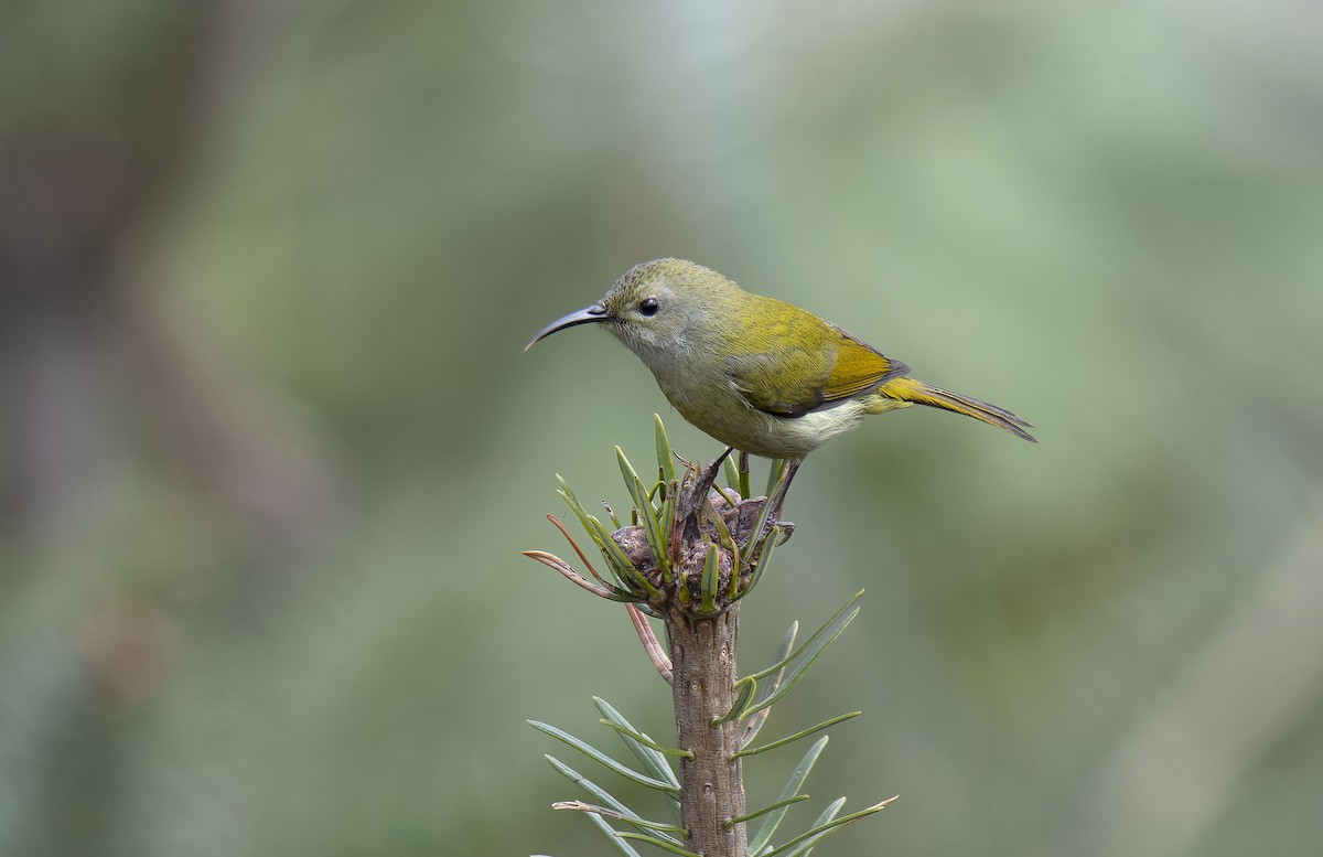 Green-tailed Sunbird - ML618548194