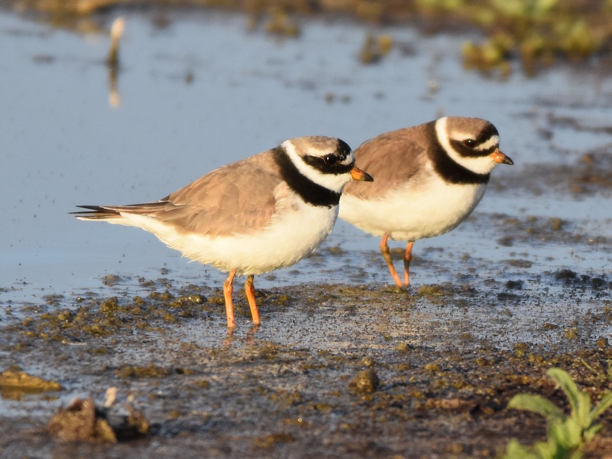 Common Ringed Plover - ML618548221
