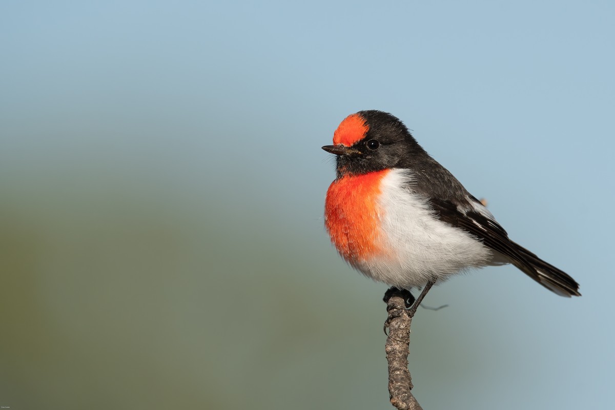 Red-capped Robin - ML618548236
