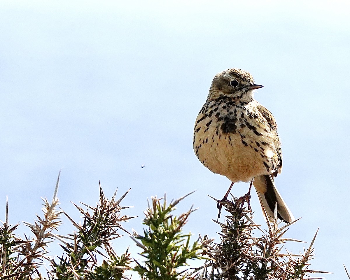 Meadow Pipit - ML618548255