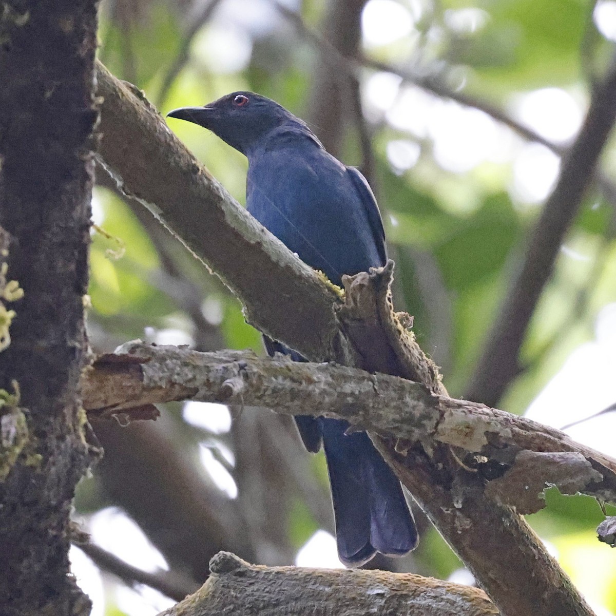 Asian Fairy-bluebird - ML618548257
