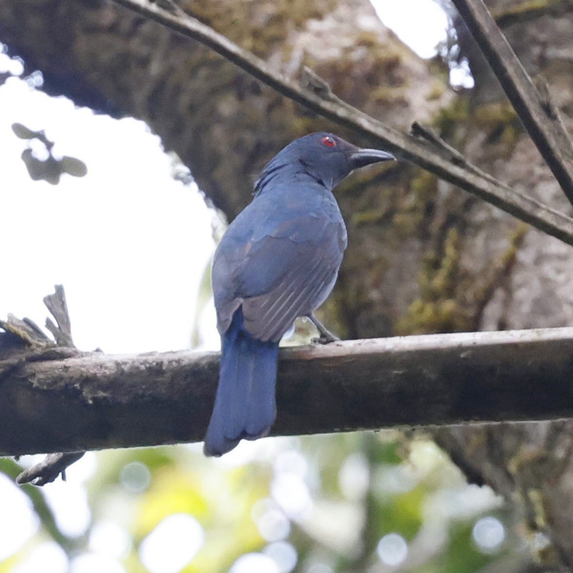 Asian Fairy-bluebird - ML618548259