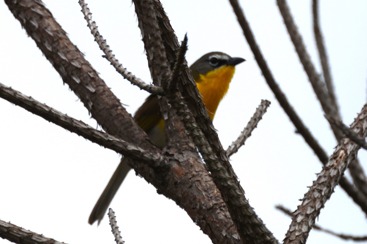 Yellow-breasted Chat - ML618548262