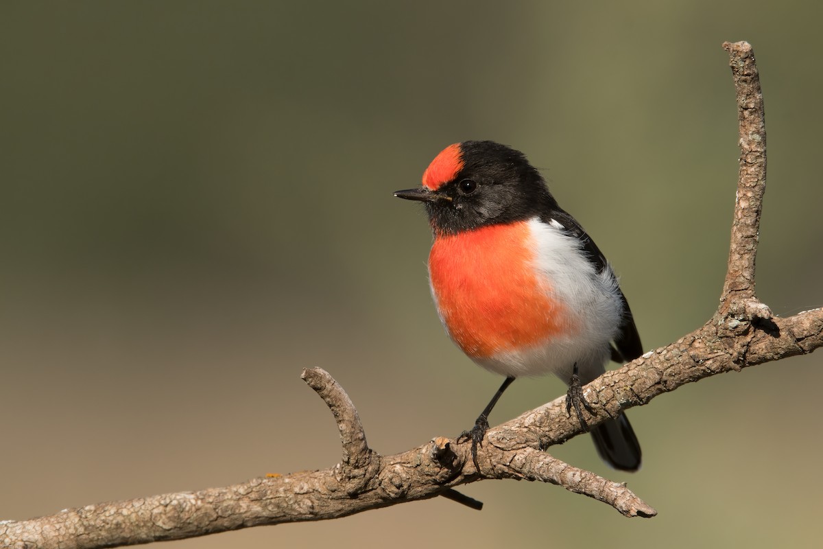 Red-capped Robin - Cary Lewis