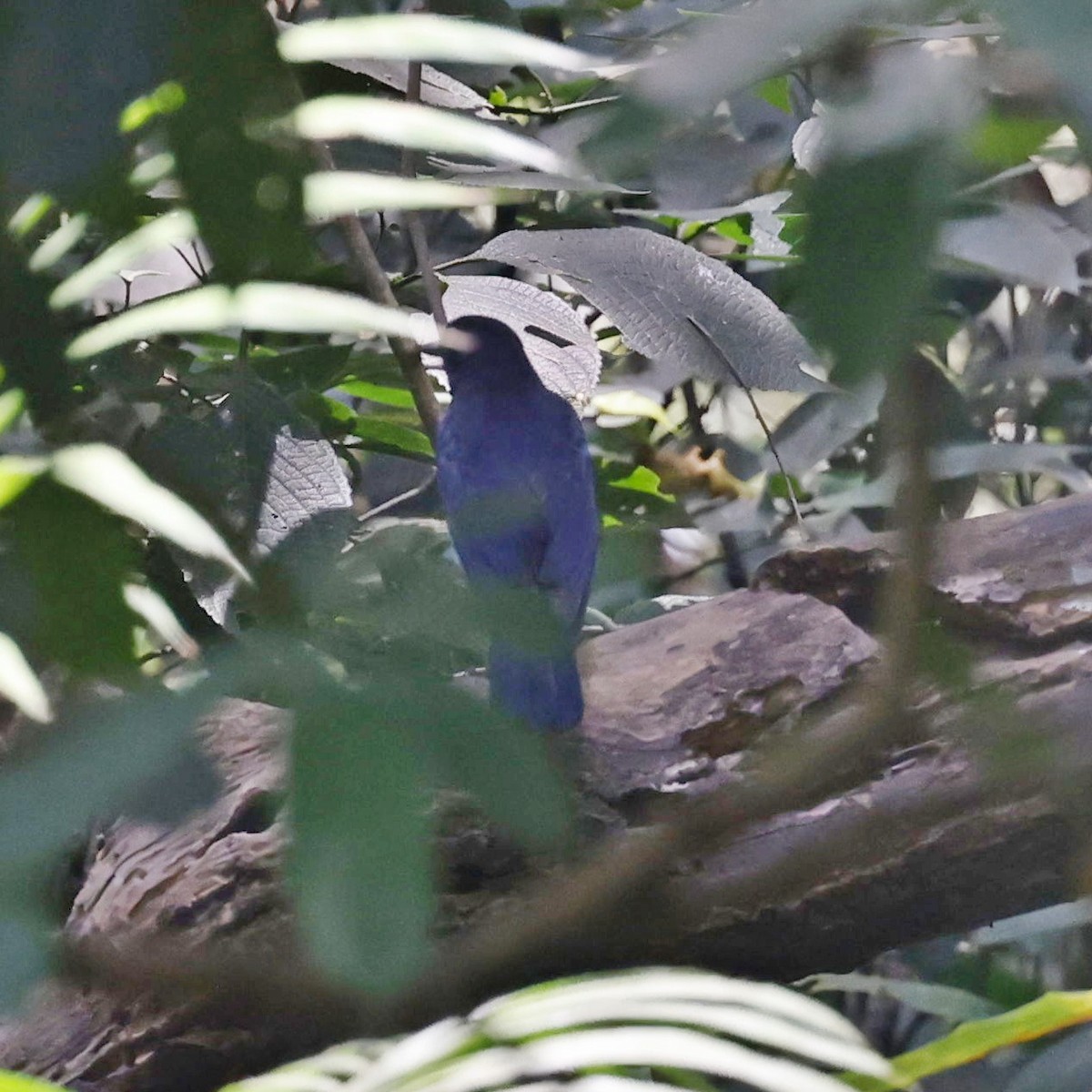 Малабарская синяя птица - ML618548270
