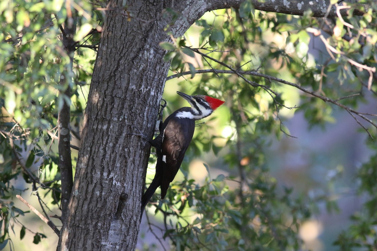 Pileated Woodpecker - ML618548271