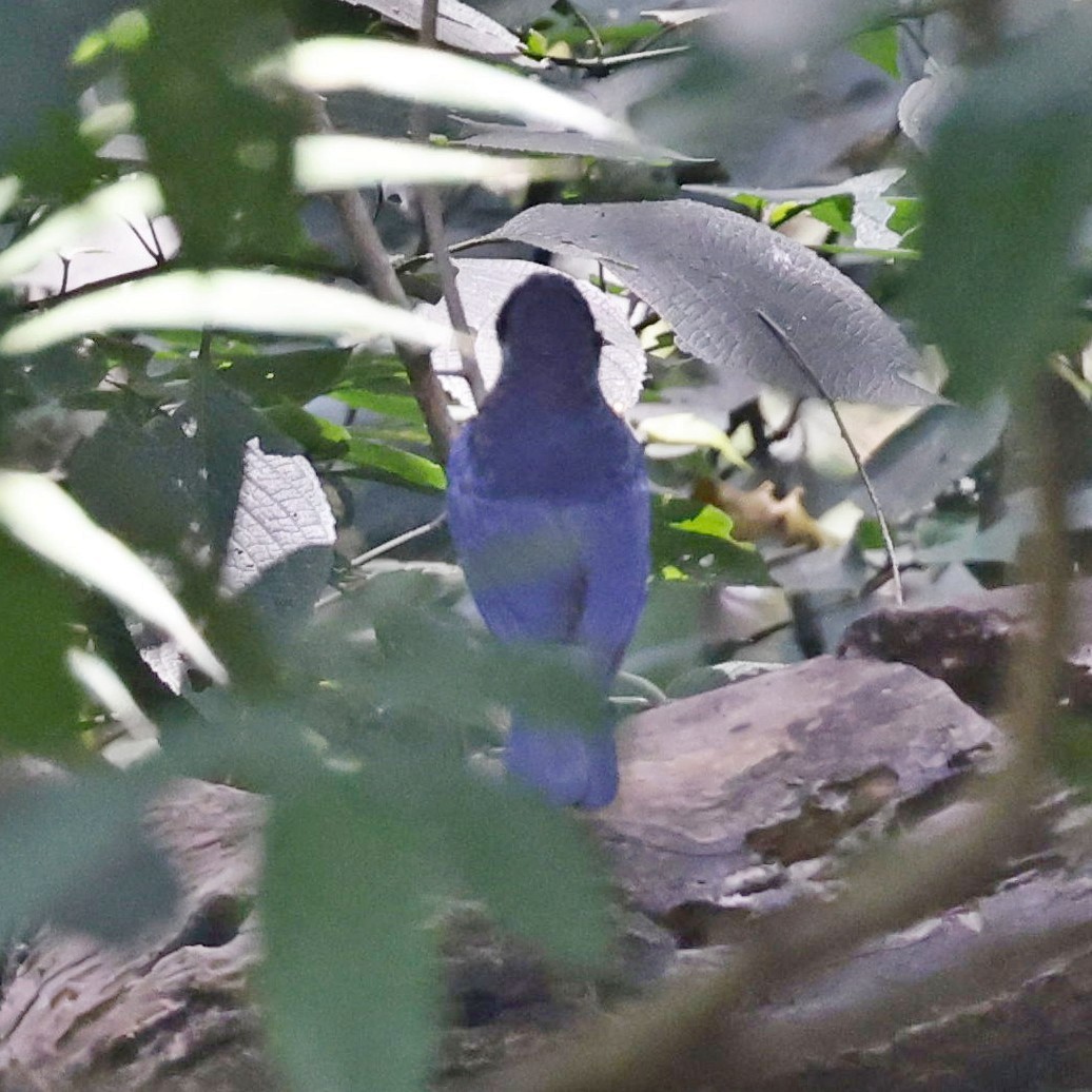 Малабарская синяя птица - ML618548278