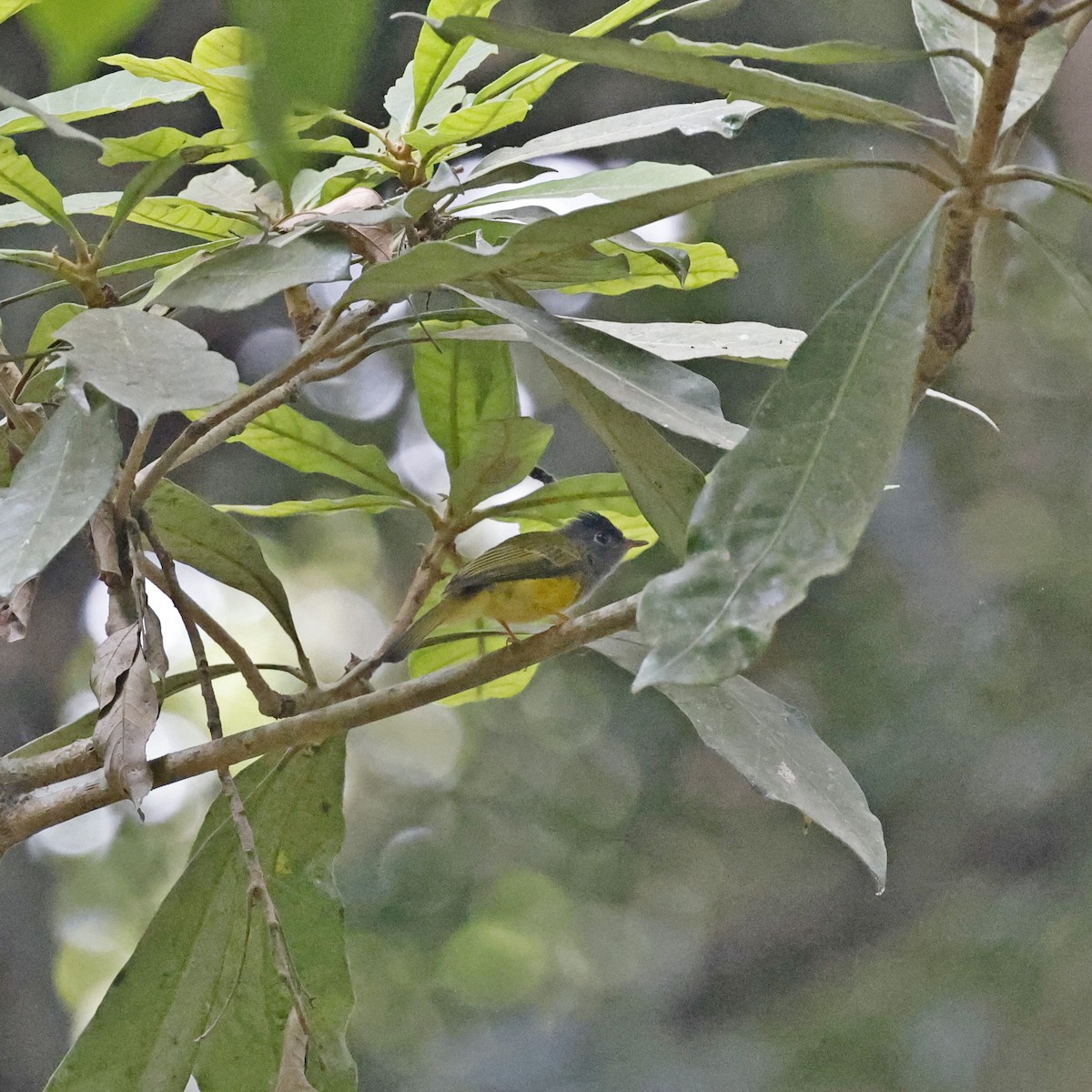 Gray-headed Canary-Flycatcher - ML618548291