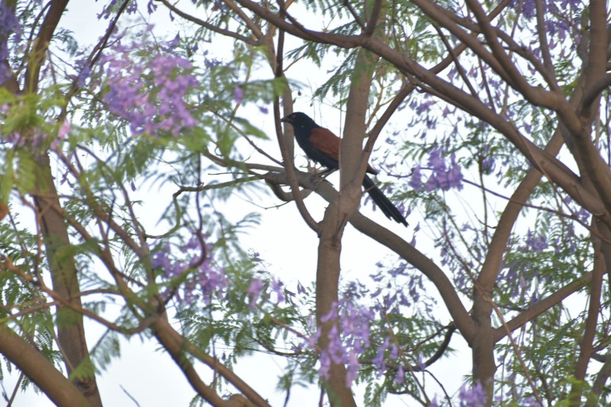 Greater Coucal - ML618548322