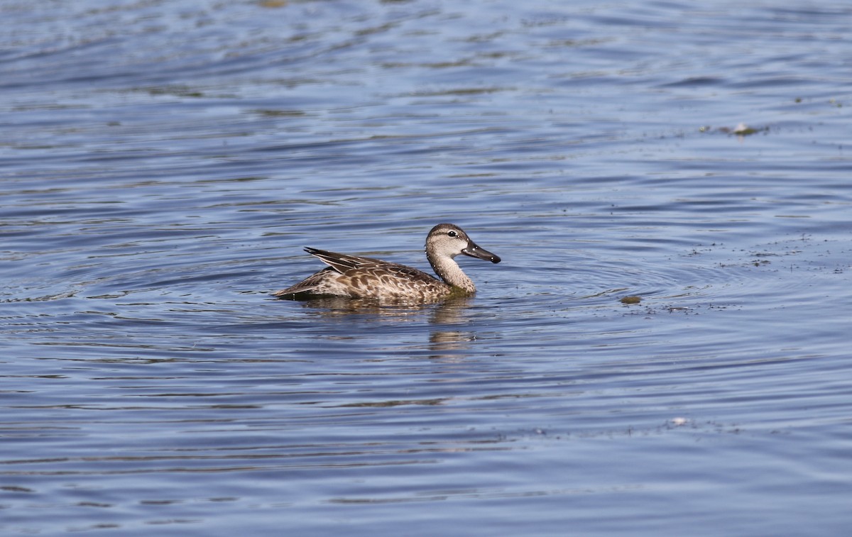 Blue-winged Teal - ML618548342