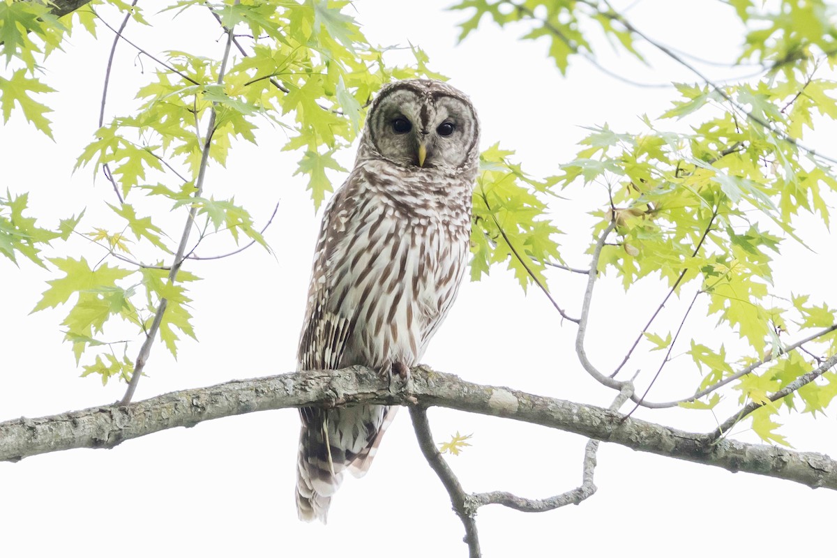 Barred Owl - ML618548406