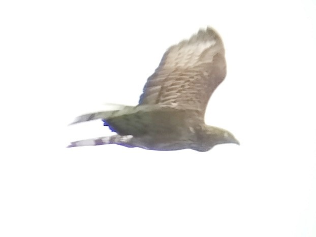 Oriental Honey-buzzard (Indomalayan) - ML618548464