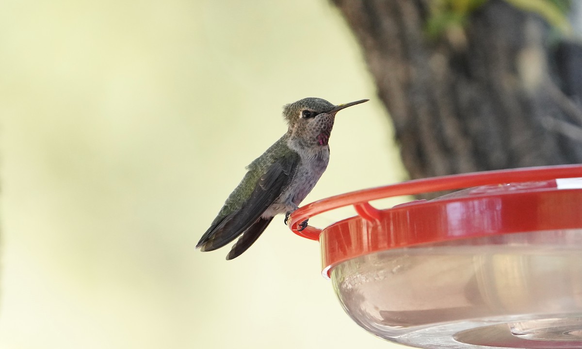 Anna's Hummingbird - ML618548485
