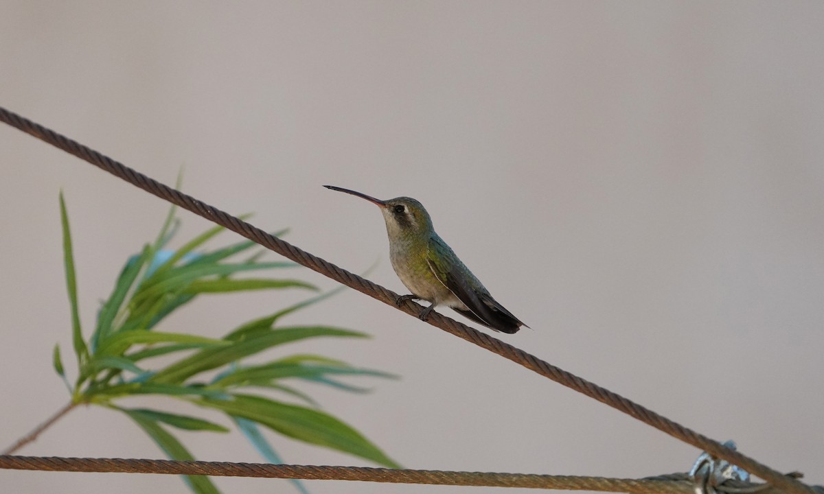 Broad-billed Hummingbird - ML618548493