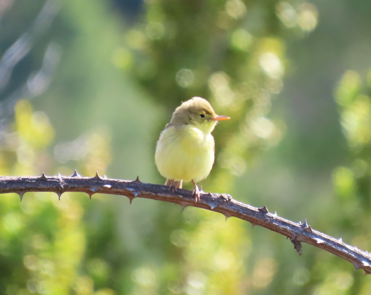 Melodious Warbler - ML618548532