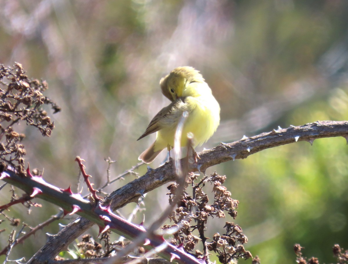 Melodious Warbler - ML618548533