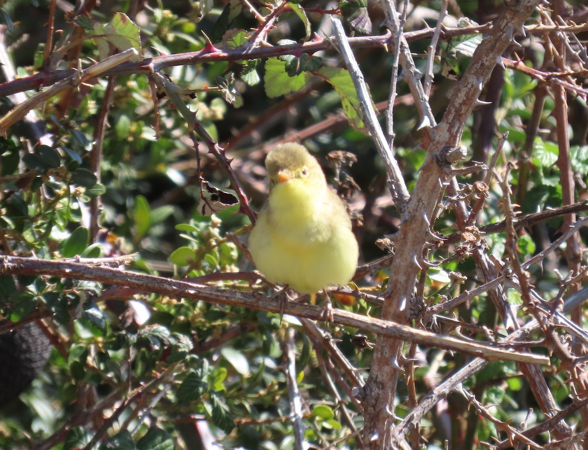 Melodious Warbler - ML618548534